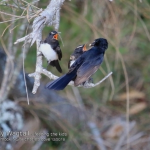 Rhipidura leucophrys at Mollymook, NSW - 3 Dec 2018 12:00 AM