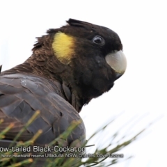 Zanda funerea (Yellow-tailed Black-Cockatoo) at South Pacific Heathland Reserve - 4 Dec 2018 by CharlesDove