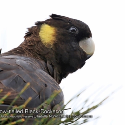 Zanda funerea (Yellow-tailed Black-Cockatoo) at South Pacific Heathland Reserve - 3 Dec 2018 by Charles Dove