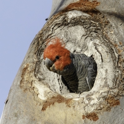 Callocephalon fimbriatum (Gang-gang Cockatoo) at Red Hill Nature Reserve - 8 Dec 2018 by BIrdsinCanberra