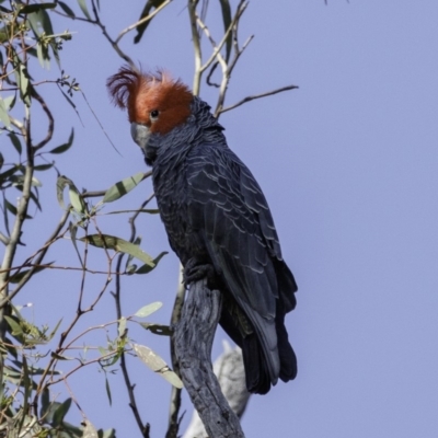 Callocephalon fimbriatum (Gang-gang Cockatoo) at Red Hill Nature Reserve - 8 Dec 2018 by BIrdsinCanberra