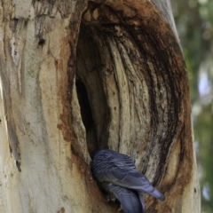 Callocephalon fimbriatum at Red Hill, ACT - suppressed