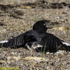 Strepera graculina (Pied Currawong) at Federal Golf Course - 8 Dec 2018 by BIrdsinCanberra