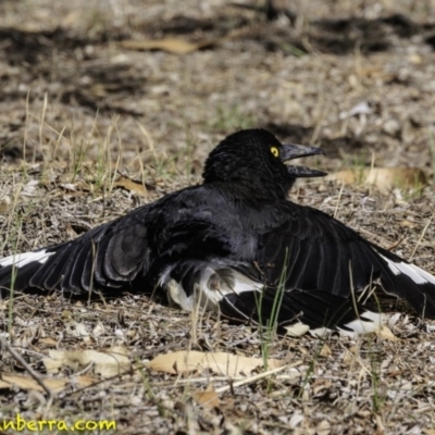 Strepera graculina (Pied Currawong) at Hughes, ACT - 9 Dec 2018 by JonSteinbeck