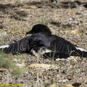 Strepera graculina at Hughes, ACT - 9 Dec 2018