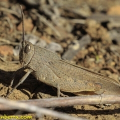Goniaea carinata (Black kneed gumleaf grasshopper) at Deakin, ACT - 8 Dec 2018 by BIrdsinCanberra