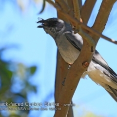 Coracina novaehollandiae (Black-faced Cuckooshrike) at Meroo National Park - 7 Dec 2018 by Charles Dove