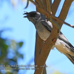 Coracina novaehollandiae at Meroo National Park - 8 Dec 2018 12:00 AM