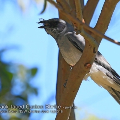 Coracina novaehollandiae (Black-faced Cuckooshrike) at Wairo Beach and Dolphin Point - 7 Dec 2018 by Charles Dove