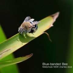 Amegilla sp. (genus) (Blue Banded Bee) at Mollymook Beach, NSW - 8 Dec 2018 by Charles Dove