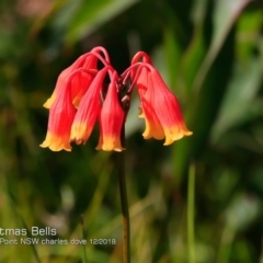 Blandfordia nobilis (Christmas Bells) at Meroo National Park - 7 Dec 2018 by CharlesDove