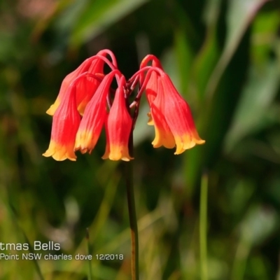 Blandfordia nobilis (Christmas Bells) at Dolphin Point, NSW - 8 Dec 2018 by CharlesDove