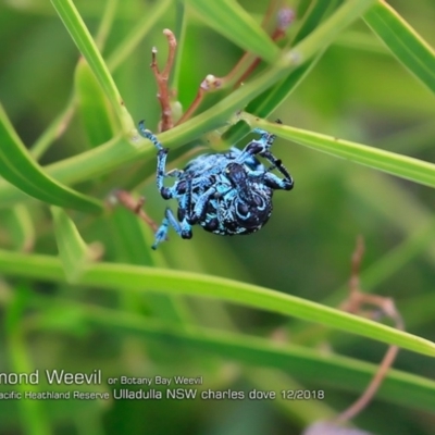 Chrysolopus spectabilis (Botany Bay Weevil) at South Pacific Heathland Reserve - 3 Dec 2018 by Charles Dove