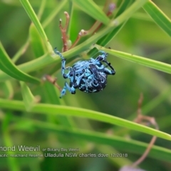 Chrysolopus spectabilis (Botany Bay Weevil) at Ulladulla, NSW - 3 Dec 2018 by Charles Dove