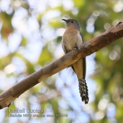 Cacomantis flabelliformis (Fan-tailed Cuckoo) at Coomee Nulunga Cultural Walking Track - 8 Dec 2018 by Charles Dove