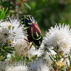 Eupoecila australasiae (Fiddler Beetle) at Wairo Beach and Dolphin Point - 9 Dec 2018 by CharlesDove