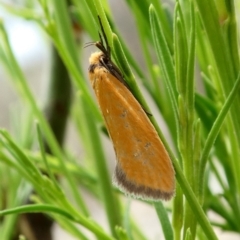 Parergophela melirrhoa (A concealer moth) at Tuggeranong Hill - 11 Dec 2018 by Owen