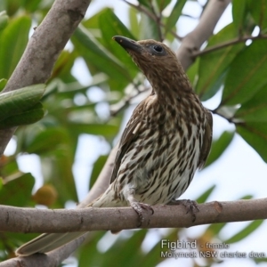 Sphecotheres vieilloti at Mollymook, NSW - 8 Dec 2018