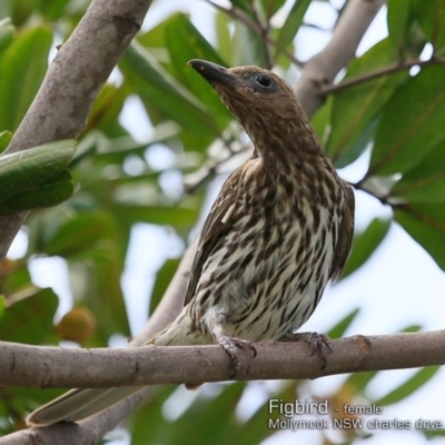 Sphecotheres vieilloti (Australasian Figbird) at Mollymook, NSW - 7 Dec 2018 by Charles Dove