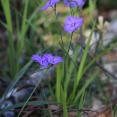 Thysanotus sp. at Dolphin Point, NSW - 2 Dec 2018 by Charles Dove