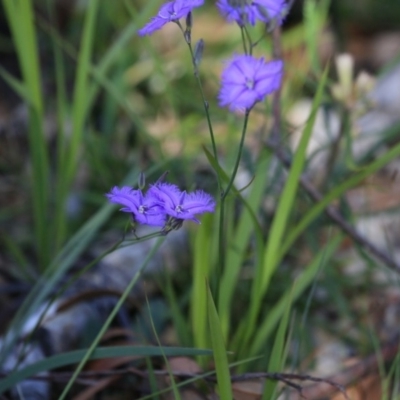 Thysanotus sp. at Meroo National Park - 2 Dec 2018 by Charles Dove