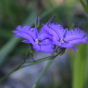 Thysanotus sp. at Meroo National Park - 3 Dec 2018