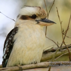 Dacelo novaeguineae (Laughing Kookaburra) at Mollymook, NSW - 8 Dec 2018 by CharlesDove