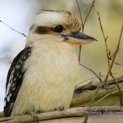 Dacelo novaeguineae (Laughing Kookaburra) at Mollymook, NSW - 8 Dec 2018 by Charles Dove