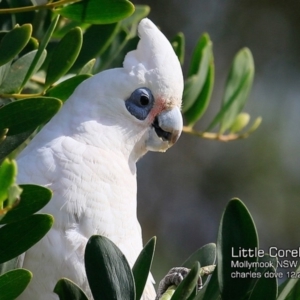 Cacatua sanguinea at Mollymook, NSW - 8 Dec 2018