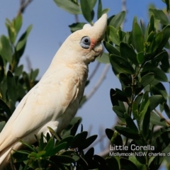 Cacatua sanguinea at Mollymook, NSW - 8 Dec 2018