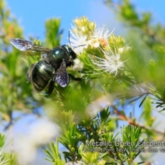 Xylocopa (Lestis) aeratus (Metallic Green Carpenter Bee) at Dolphin Point, NSW - 7 Dec 2018 by Charles Dove