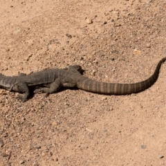 Varanus rosenbergi (Heath or Rosenberg's Monitor) at Cotter River, ACT - 6 Dec 2018 by Jek