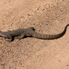 Varanus rosenbergi (Heath or Rosenberg's Monitor) at Cotter River, ACT - 5 Dec 2018 by Jek