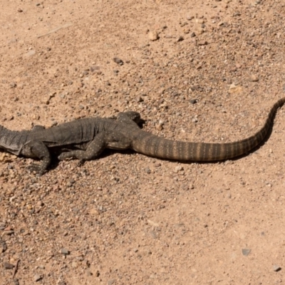 Varanus rosenbergi (Heath or Rosenberg's Monitor) at Cotter River, ACT - 6 Dec 2018 by Jek