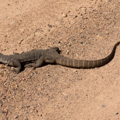 Varanus rosenbergi (Heath or Rosenberg's Monitor) at Namadgi National Park - 5 Dec 2018 by Jek