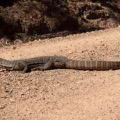 Varanus rosenbergi at Cotter River, ACT - suppressed