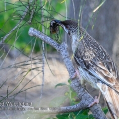 Anthochaera carunculata (Red Wattlebird) at Dolphin Point, NSW - 7 Dec 2018 by Charles Dove