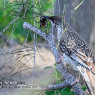 Anthochaera carunculata (Red Wattlebird) at Wairo Beach and Dolphin Point - 7 Dec 2018 by Charles Dove