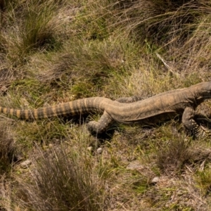 Varanus rosenbergi at Mount Clear, ACT - suppressed