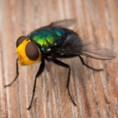 Amenia sp. (genus) (Yellow-headed Blowfly) at Mirador, NSW - 11 Dec 2018 by danjade