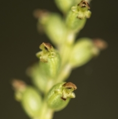 Microtis unifolia (Common Onion Orchid) at Paddys River, ACT - 11 Dec 2018 by GlenRyan