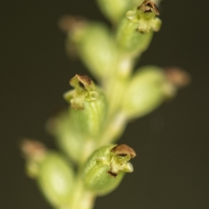 Microtis unifolia at Paddys River, ACT - 11 Dec 2018