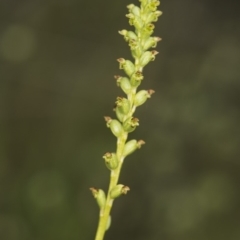 Microtis unifolia at Paddys River, ACT - 11 Dec 2018