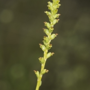 Microtis unifolia at Paddys River, ACT - 11 Dec 2018