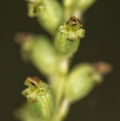 Microtis unifolia at Paddys River, ACT - 11 Dec 2018