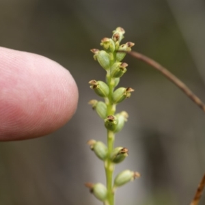 Microtis unifolia at Paddys River, ACT - 11 Dec 2018