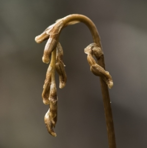 Gastrodia sp. at Cotter River, ACT - suppressed