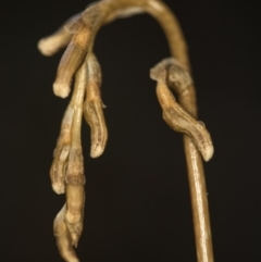 Gastrodia sp. at Cotter River, ACT - suppressed