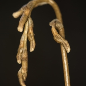 Gastrodia sp. at Cotter River, ACT - suppressed