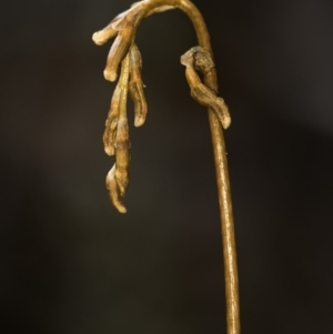 Gastrodia sp. at Cotter River, ACT - 11 Dec 2018